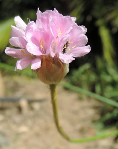 Fotografia de capa Armeria gaditana - do Jardim Botânico