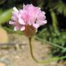 Fotografia 1 da espécie Armeria gaditana do Jardim Botânico UTAD