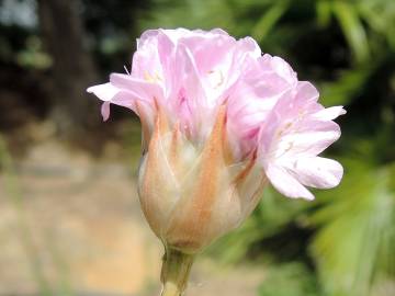 Fotografia da espécie Armeria gaditana