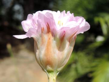 Fotografia da espécie Armeria gaditana