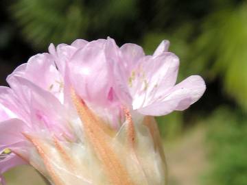 Fotografia da espécie Armeria gaditana