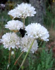Armeria transmontana