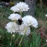 Fotografia 1 da espécie Armeria transmontana do Jardim Botânico UTAD