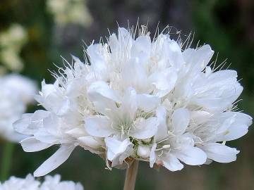 Fotografia da espécie Armeria transmontana