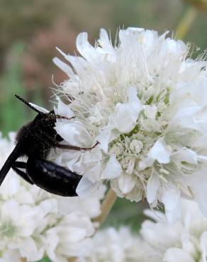 Fotografia 3 da espécie Armeria transmontana no Jardim Botânico UTAD