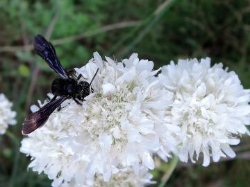 Fotografia da espécie Armeria transmontana