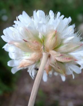 Fotografia 8 da espécie Armeria transmontana no Jardim Botânico UTAD