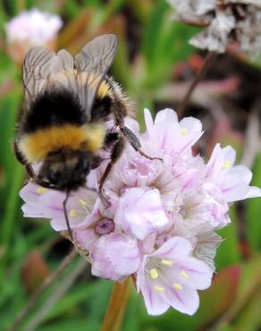 Fotografia 6 da espécie Armeria welwitschii no Jardim Botânico UTAD