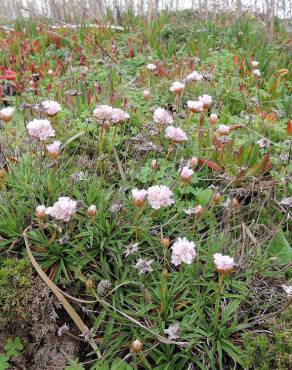 Fotografia 8 da espécie Armeria welwitschii no Jardim Botânico UTAD