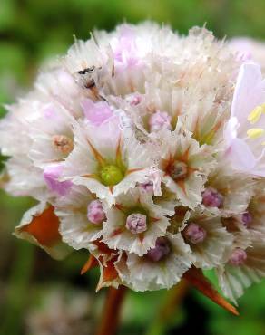 Fotografia 9 da espécie Armeria welwitschii no Jardim Botânico UTAD