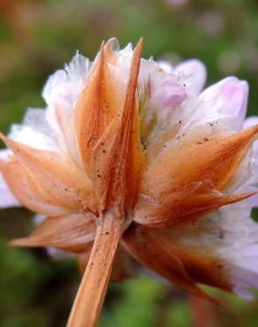 Fotografia 10 da espécie Armeria welwitschii no Jardim Botânico UTAD