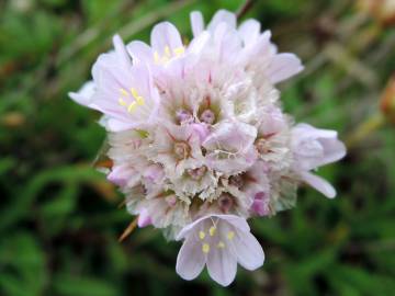 Fotografia da espécie Armeria welwitschii