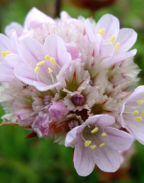 Fotografia 13 da espécie Armeria welwitschii no Jardim Botânico UTAD