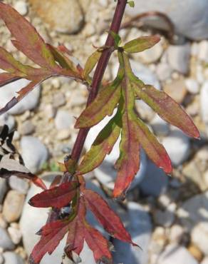 Fotografia 2 da espécie Artemisia verlotiorum no Jardim Botânico UTAD