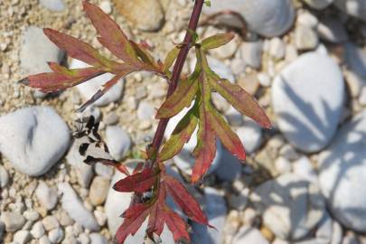 Fotografia da espécie Artemisia verlotiorum