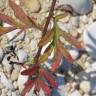 Fotografia 2 da espécie Artemisia verlotiorum do Jardim Botânico UTAD