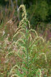 Fotografia da espécie Artemisia verlotiorum