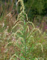 Artemisia verlotiorum