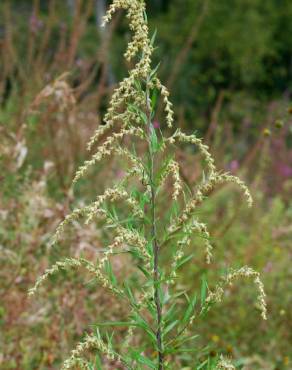 Fotografia 1 da espécie Artemisia verlotiorum no Jardim Botânico UTAD