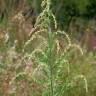 Fotografia 1 da espécie Artemisia verlotiorum do Jardim Botânico UTAD