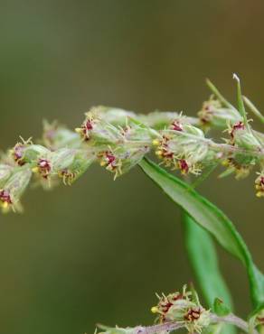 Fotografia 3 da espécie Artemisia verlotiorum no Jardim Botânico UTAD