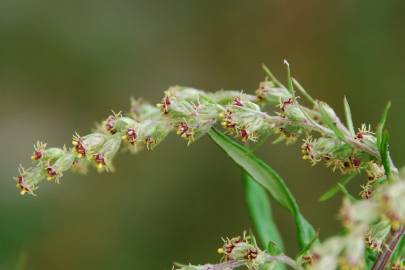 Fotografia da espécie Artemisia verlotiorum