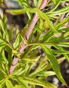 Fotografia 4 da espécie Artemisia verlotiorum no Jardim Botânico UTAD