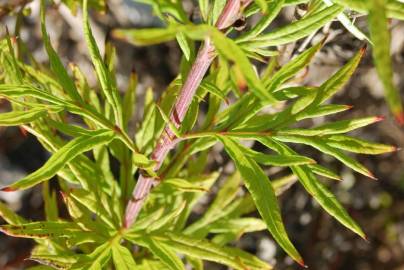 Fotografia da espécie Artemisia verlotiorum