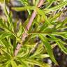Fotografia 4 da espécie Artemisia verlotiorum do Jardim Botânico UTAD