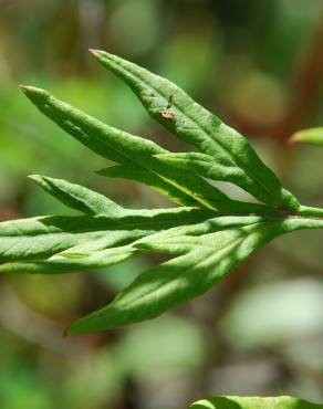 Fotografia 5 da espécie Artemisia verlotiorum no Jardim Botânico UTAD