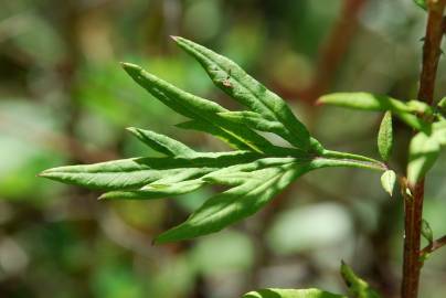 Fotografia da espécie Artemisia verlotiorum