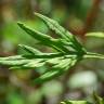 Fotografia 5 da espécie Artemisia verlotiorum do Jardim Botânico UTAD