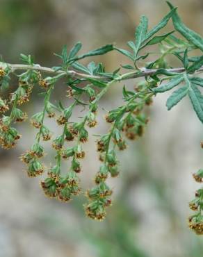 Fotografia 6 da espécie Artemisia verlotiorum no Jardim Botânico UTAD