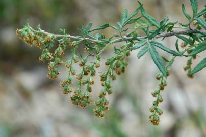 Fotografia da espécie Artemisia verlotiorum