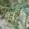 Fotografia 6 da espécie Artemisia verlotiorum do Jardim Botânico UTAD