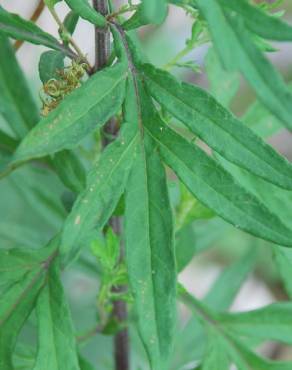 Fotografia 7 da espécie Artemisia verlotiorum no Jardim Botânico UTAD