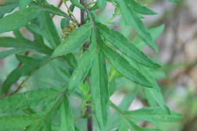 Fotografia da espécie Artemisia verlotiorum