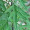Fotografia 7 da espécie Artemisia verlotiorum do Jardim Botânico UTAD
