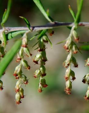 Fotografia 8 da espécie Artemisia verlotiorum no Jardim Botânico UTAD
