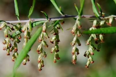 Fotografia da espécie Artemisia verlotiorum