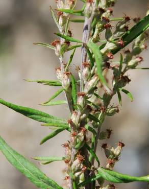 Fotografia 9 da espécie Artemisia verlotiorum no Jardim Botânico UTAD