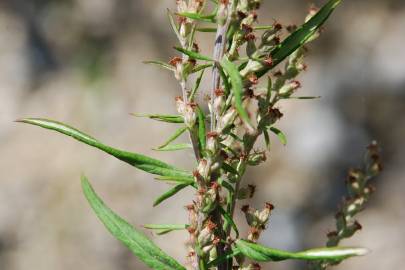 Fotografia da espécie Artemisia verlotiorum