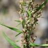 Fotografia 9 da espécie Artemisia verlotiorum do Jardim Botânico UTAD