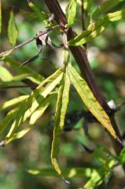 Fotografia da espécie Artemisia verlotiorum