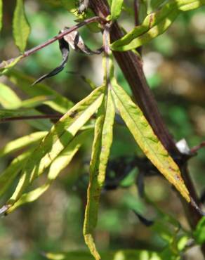 Fotografia 10 da espécie Artemisia verlotiorum no Jardim Botânico UTAD