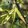 Fotografia 10 da espécie Artemisia verlotiorum do Jardim Botânico UTAD
