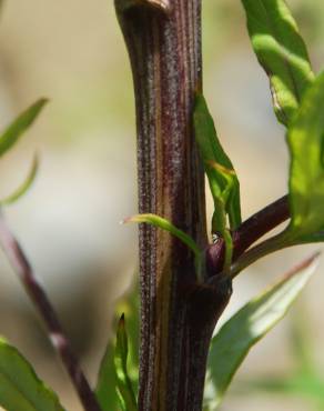 Fotografia 11 da espécie Artemisia verlotiorum no Jardim Botânico UTAD
