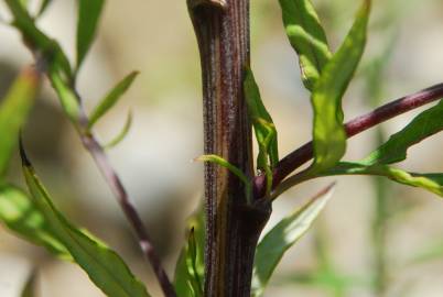 Fotografia da espécie Artemisia verlotiorum