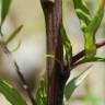 Fotografia 11 da espécie Artemisia verlotiorum do Jardim Botânico UTAD
