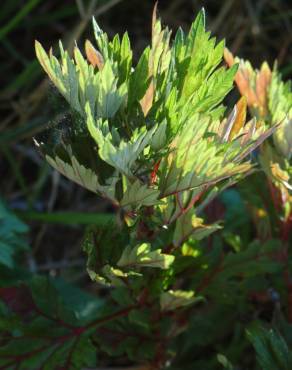 Fotografia 7 da espécie Artemisia vulgaris no Jardim Botânico UTAD